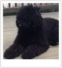 Image Result For Standard Poodle Long Hair Standard Poodle Cute Animals Doggy