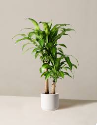 Image result for Dracaena