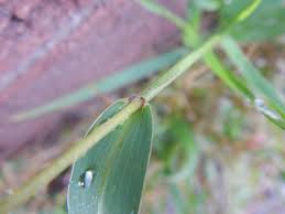 Image result for Setaria petiolata