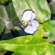Image result for Commelina bracteosa