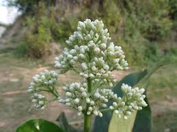 Image result for Gaertnera