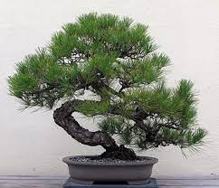 We most almost always repot when the tree is dormant in late winter/early spring with most deciduous and coniferous trees. Starting Your First Bonsai Tree Dengarden