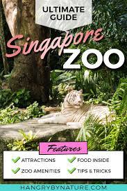 Singapore Zoo A Super Fun Video Walkthrough Guide Where You Can See The Top Attractions At One Of Singapore Zoo Singapore Attractions Singapore Things To Do