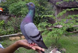 10 gambar burung untuk kolase terlihat keren lebar 60cm panjang 100cm tinggi. Foto Burung Dara Yang Bagus Id Lif Co Id