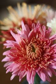 Other tips on how to care for mums include fertilizing in spring with a time release fertilizer and planting them far enough apart that the plants get good air circulation. How To Grow Chrysanthemums For The Garden And Floral Design The Kokoro Garden