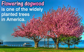 Maybe you would like to learn more about one of these? Flowering Dogwood Tree Facts Gardenerdy