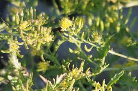 Image result for Rorippa madagascariensis