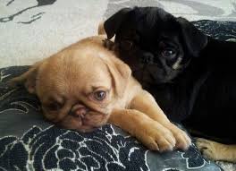 Black And Tan Pug Cute Pug Puppies Unique Caramel And Black Tan Colors Cute Pug Puppies Baby Pugs Cute Pugs