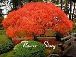Rare Blue Maple Seeds Bonsai Tree Plants Pot Suit For Diy Home Garden Japanese Maple Seeds 20 Pcs Kinds Free Shipping Japanese Maple Tree Japanese Garden Trees To Plant