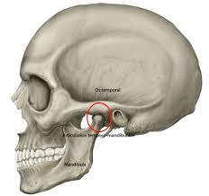 We did not find results for: L Articulation Temporo Mandibulaire Atm Bucco