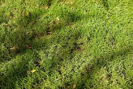 Image result for Dyschoriste transvaalensis