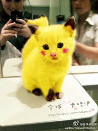 Pikachu Cat Kiyamam Ya Ne Kadar De Masum Pikachu Cat Cute Funny Animals Cute Animals