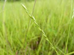 Image result for Acroceras macrum