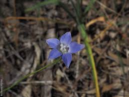 Image result for Wahlenbergia pulchella