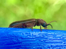 Image result for Exacum zombense