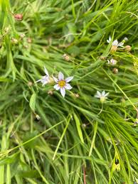 Image result for Sisyrinchium micranthum