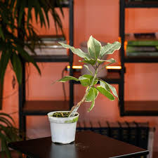 Image result for Solandra maxima