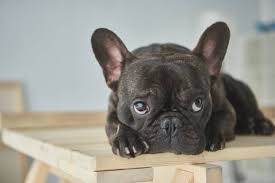 They have small to medium builds and are muscular and compact in appearance. French Bulldog Price In India Appearance And Temperament
