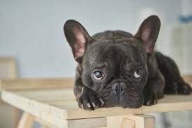 Paris dream frenchies has french bulldog puppies for sale in laredo, tx on akc puppyfinder standard bronze bronze gold gold platinum platinum silver silver standard be_ixf; French Bulldog Price In India Appearance And Temperament