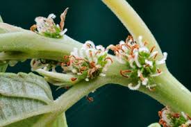 Image result for Pouzolzia parasitica