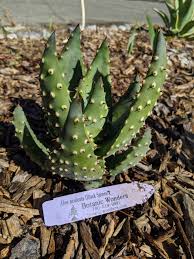 Image result for Aloe aculeata × ortholopha