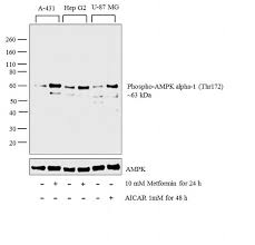 Phospho Ampk Alpha 1 2 Thr183 Thr172 Antibody 710099