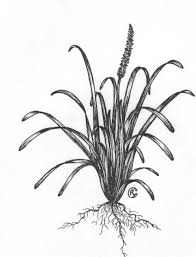 Liriope Musicari Drawing By Raphael Gottlieb Artmajeur liriope musicari drawing by raphael