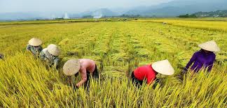 Check spelling or type a new query. Backgrounder Agriculture 4 0 In Vietnam Geopolitical Monitor