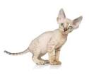 Available Cornish Rex Kittens For Sale & Cats For Adoption