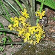 Image result for Hypoxis parvifolia