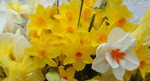 Check spelling or type a new query. Spring Flower Favourites