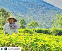 Sebuah kabupaten yang memiliki segudang bahkan semilyar panorama dan pesona alam yang sangat menakjubkan bagi siapa saja yang melihat langsung keindahan wisata alamnya. Tempat Wisata Di Majalengka 25 Dengan Spot Terbaik