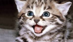 Vanzare si comanda online in romania la cel mai ieftin pret. Tratament Pentru Pisica In Calduri Blog Pisica