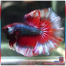 Each bag should be no more than 1/3 full of water. Live Betta Fish Male Metallic Blue Red Halfmoon Hm 2624 Will Ship On Jan 3nd Betta Fish Betta Fish