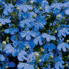 Image result for Lobelia uliginosa
