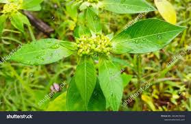 Image result for Euphorbia heterophylla