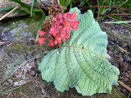 Image result for Streptocarpus eylesii × michelmorei