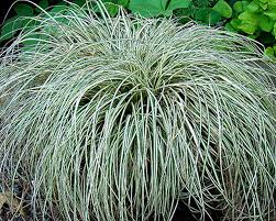 Image result for Carex echinochloe