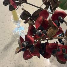 Image result for Pithecellobium dulce