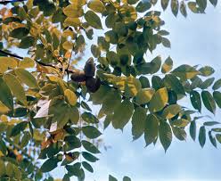 These nuts mature throughout the summer and are generally completely mature by the fall. Butternut Description Tree Nuts Facts Britannica
