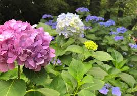 アジサイ 紫陽花 に毒があるって本当 成分や症状 対処法まとめ Horti ホルティ By Greensnap