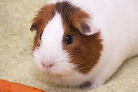See more ideas about guinea pig bedding, guinea pigs, small pets. Best Bedding For Guinea Pigs Top 9 List For Great Odor Control Comfort Animallama