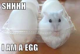 Shhhh I M An Egg Http Www Hahahamster Com Shhhh Im Egg Cute Egg Funny Hamster Funny Hamsters Funny Animal Jokes Funny Animal Quotes