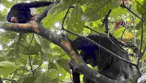 Image result for Polystachya bruechertiae