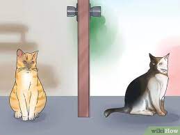 3 Ways To Get Two Animals To Start Liking Each Other Wikihow Pet