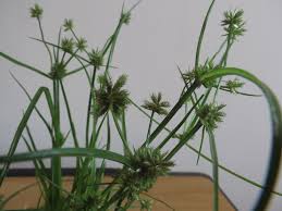 Image result for Cyperus pectinatus