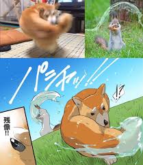 Right Hook Shibe Vs Katara Squirrel Anime Memes Funny Funny Animal Memes Anime Funny