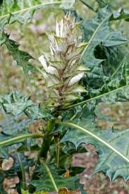 Image result for Acanthus montanus