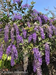 How do you attract butterflies to your yard? Rhonnie Brinsdon On Twitter Looks Almost Like Buddhlia Does It Attract Butterflies