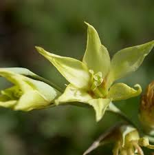 Image result for Gladiolus microspicatus